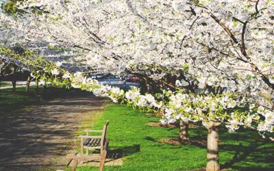 Maximizing Lawn Health