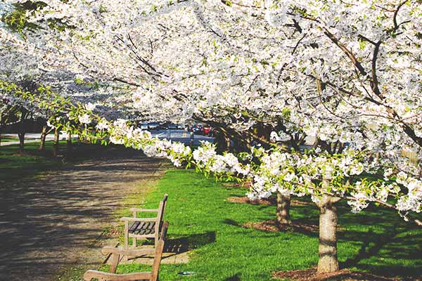 Maximizing Lawn Health